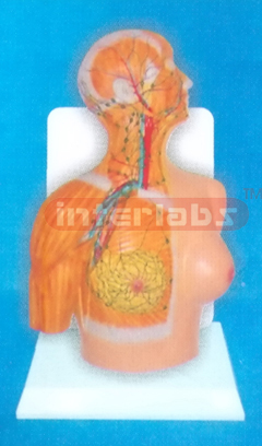 DESK TYPE 35CM TALL HUMAN HEAD ANATOMY MODEL WITH DESCRIPTION PLATE